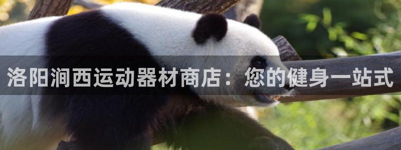 意昂体育3：洛阳涧西运动器材商店：您的健身一站式